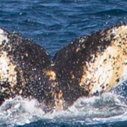 Fluke of HW-MN1305758