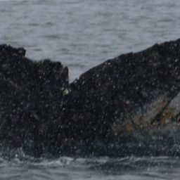 Fluke of HW-MN1305767