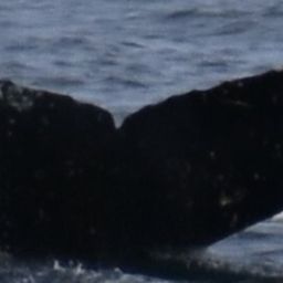 Fluke of HW-MN1305816