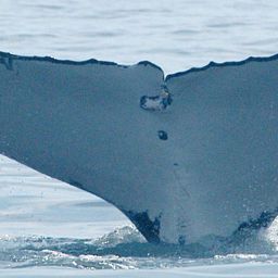 Fluke of HW-MN1107038