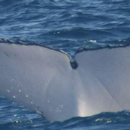 Fluke of HW-MN1107074