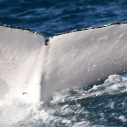 Fluke of HW-MN1107082