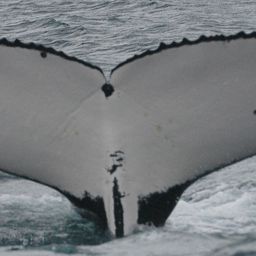 Fluke of ECWWC-BB13124