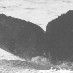 Fluke of CRC-12166