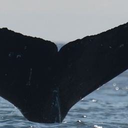 Fluke of CRC-22493