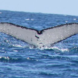 Fluke of ECWWC-BB10055