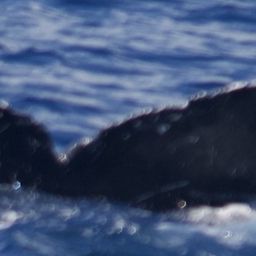 Fluke of Georgia84