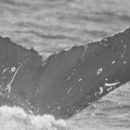 Fluke of CRC-15158