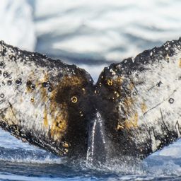 Fluke of Mariposa