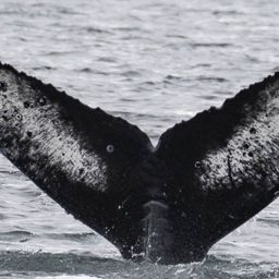 Fluke of CRC-20977
