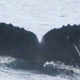 Fluke of CRC-21005