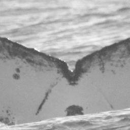 Fluke of CRC-15157