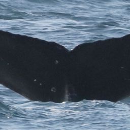 Fluke of CRC-20974