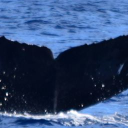 Fluke of CRC-20980