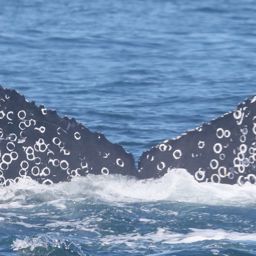 Fluke of CRC-20989