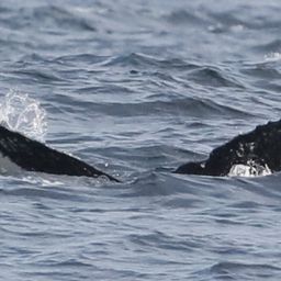 Fluke of CRC-20923