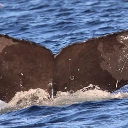 Fluke of CRC-20985