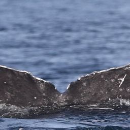 Fluke of CRC-21009