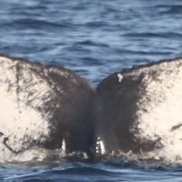 Fluke of CRC-20936