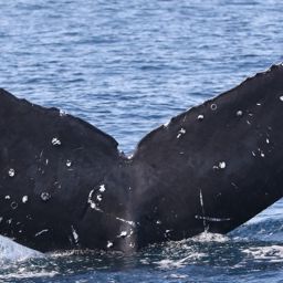 Fluke of CRC-21016