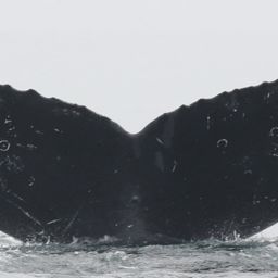 Fluke of CRC-20962