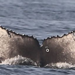 Fluke of CRC-21012