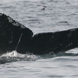 Fluke of CRC-21011