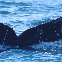 Fluke of CRC-20924