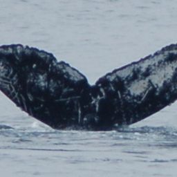 Fluke of CRC-12331