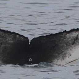 Fluke of CRC-20920
