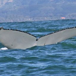 Fluke of ECWWC-BB14071
