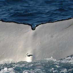 Fluke of ECWWC-BB11127