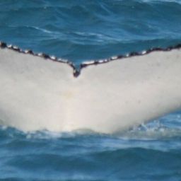 Fluke of HW-MN1107216