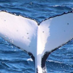 Fluke of HW-MN1107241
