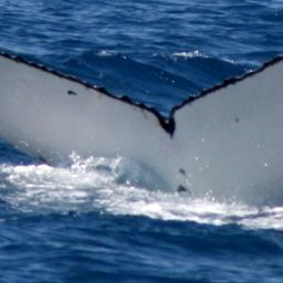 Fluke of ECWWC-BB11125