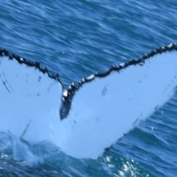 Fluke of HW-MN1107245