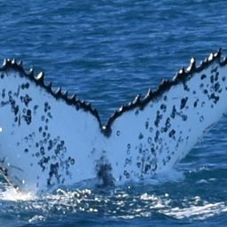 Fluke of HW-MN1107246