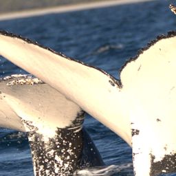 Fluke of HW-MN1107267