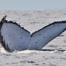 Fluke of ECWWC-BB11044