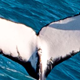 Fluke of HW-MN1107303