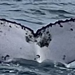 Fluke of HW-MN1107306