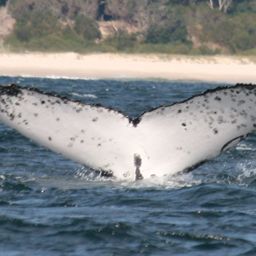 Fluke of ECWWC-BB09066