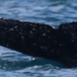 Fluke of HW-MN1107319