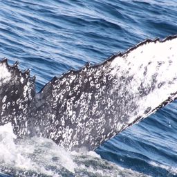 Fluke of HW-MN1107328