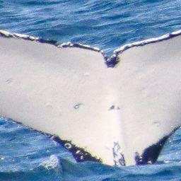 Fluke of HW-MN1107352
