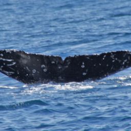 Fluke of ECWWC-BB12052