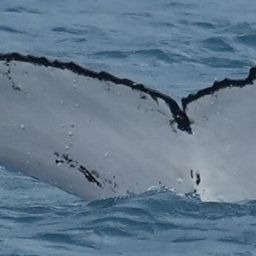 Fluke of HW-MN1107446