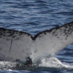 Fluke of HW-MN1107524