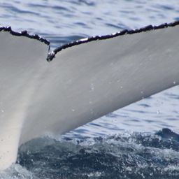 Fluke of HW-MN1107540