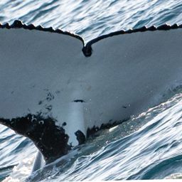 Fluke of HW-MN1107548